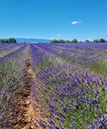 Provence Tours