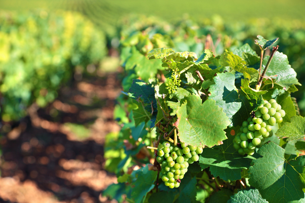 loire valley white wines