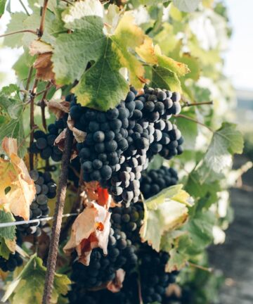 Wine Tour Saint Tropez, Saint Tropez Cruise Port