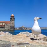 Things to do in Collioure