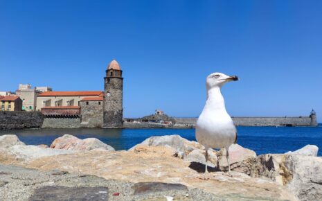 Things to do in Collioure