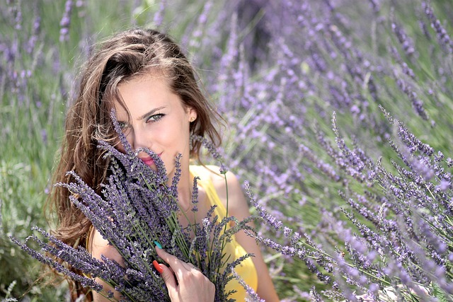 Lavender Fields in Provence, Visit Lavender Fields