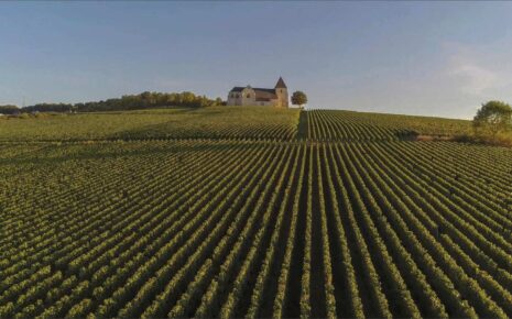 champagne vinyard