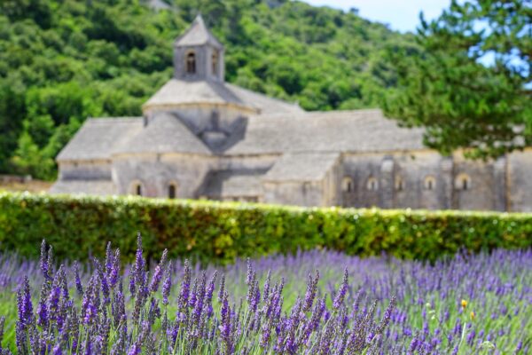 Abbaye de Senanque Lavender Field