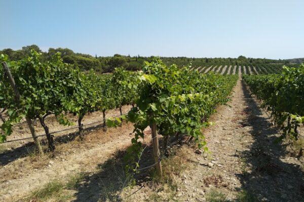 Vineyard Gassin with a Guide