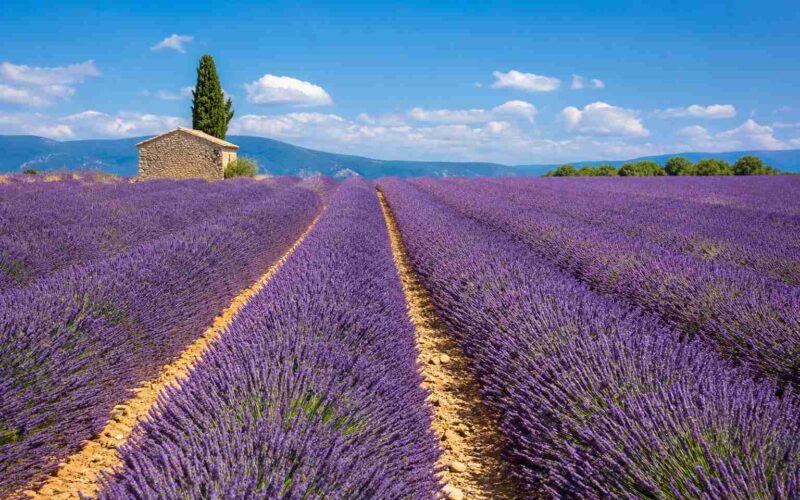 lavender-fields-provence-tourism-france